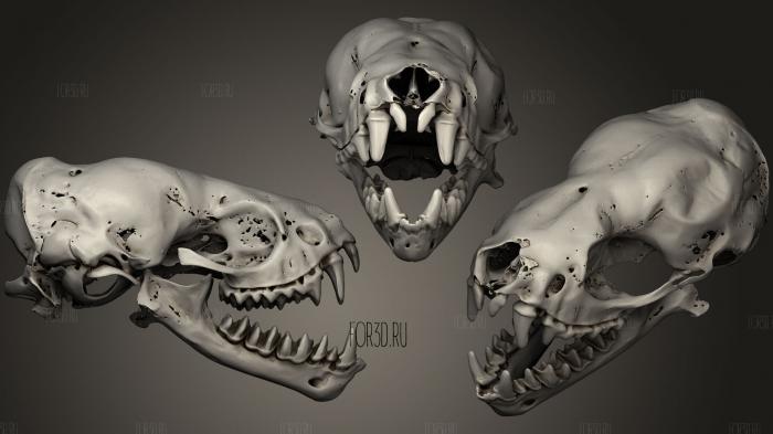 Animal Skulls 0215 stl model for CNC
